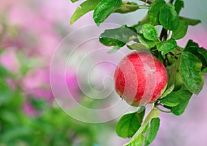 Ripe apple in the garden