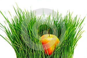 Ripe apple and green grass