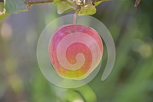 a ripe apple hangs on a tree photo without filters