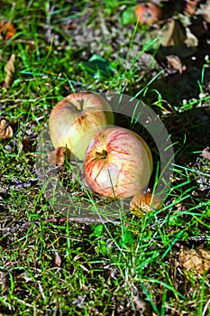 Ripe apple lying on the grass