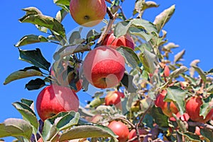 Ripe apple in orchard