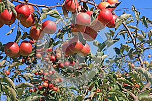 Ripe apple in orchard