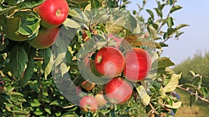 Ripe apple