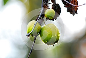 ripe apple orchard on the tree after morning rain