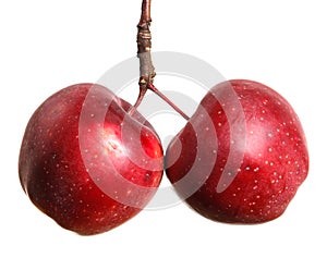 Ripe apple on the petiole. isolated on white