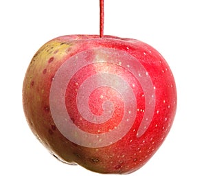 Ripe apple on the petiole. isolated on white