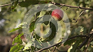 The ripe apple sways on a branch of an apple tree affected by fungus, pests, insects.