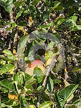 Ripe apple on tree