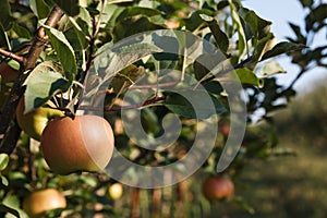 Ripe apple on a tree