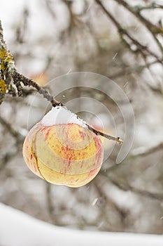 A ripe apple tree at appears, the last of the season, first snow