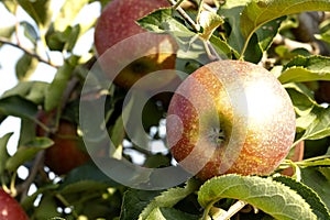 Ripe apple tree fruit