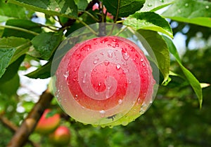 Ripe apple on the tree after the rain