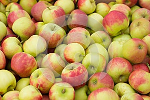 Ripe apples