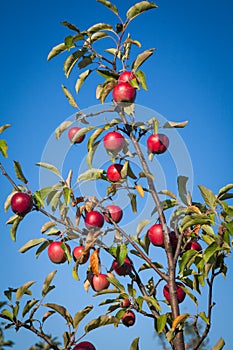 Ripe apples