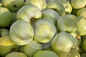 Ripe apples of the Antonovka variety close-up