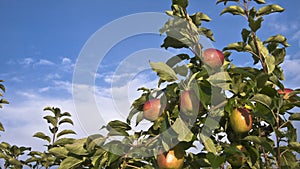 Maturo mele sul albero di mele 