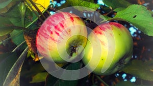 Ripe apples on a branch