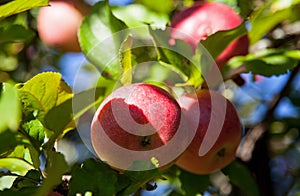 Ripe apples on a branch