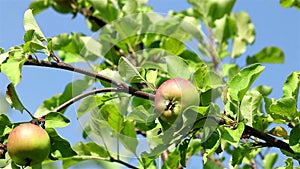 Ripe apples on a branch
