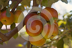 Ripe apples on a branch in agrarian fruit garden. Sunshine kisses fruits. Harvest season