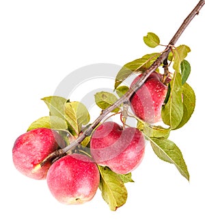 Ripe apples on a branch isolated