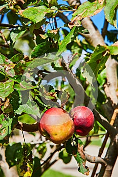 Ripe Apples on Branch in Sunlit Orchard, Eye-Level View