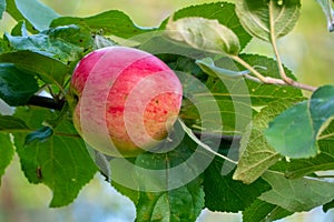 Ripe apples on branches. Red apples with green leaves hanging on tree in autumn garden and ready for harvest.