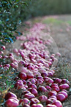 Ripe apples fallen in an apple orchard, shallow dof