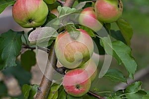 Ripe apples hang on a branch