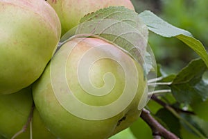 Ripe apples hang on a branch