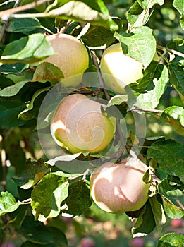 Ripe apples hang on a branch with green leaves. Picking apples, growing fruits