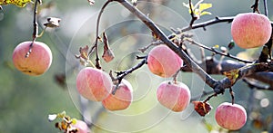 Ripe apples in late autumn hang all over the branches