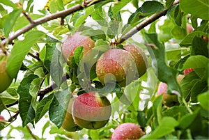 Ripe Apples Morning Dew