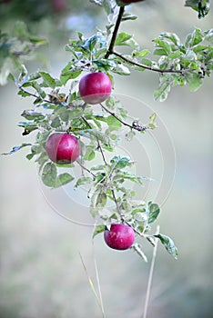 Ripe apples in an orchard ready for harvesting ,ocober morning shot