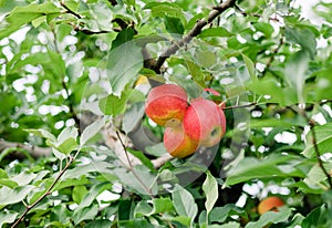 ripe apples at orchard during summer nearing fall or autumn surrounded by green leaves