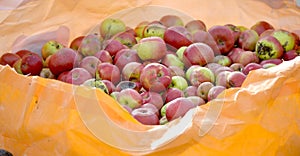 Ripe apples in an plastic bags ready for trasportation to production facility. Food industry