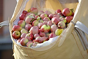 Ripe apples in a plastic bags ready  for trasportation to production facility. Food industry