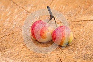 Ripe apples ranet on a stump close-up