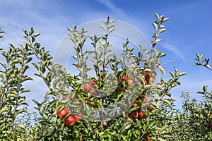 Ripe apples at the tree