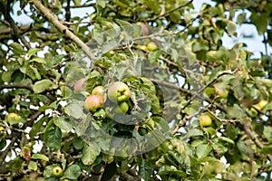 Ripe apples on a tree