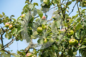 Ripe apples on a tree