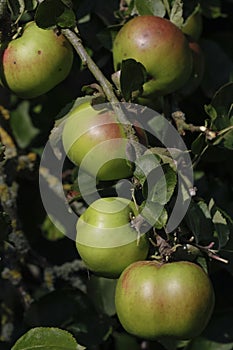 Ripe apples tree