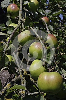 Ripe apples tree