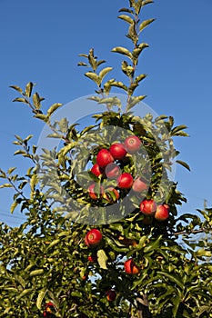 Ripe apples on a tree branch