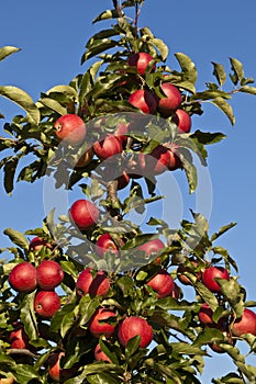 Ripe apples on a tree branch