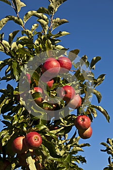 Ripe apples on a tree branch