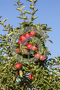 Ripe apples on a tree branch