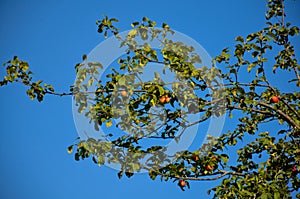 Ripe apples on tree branch against the blue sky. Horizontal photo of a fruit tree