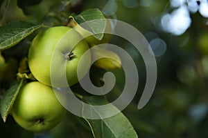 Ripe apples on tree branch in garden, closeup. Space for text