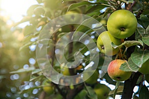 Ripe apples on tree branch in garden. Space for text